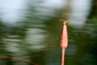 Close-up of butterfly on lake