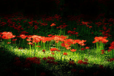 Close-up of red poppy flowers on field