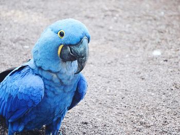 Close-up of hyacinth macaw perching outdoors