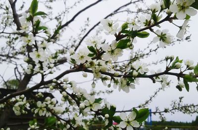 Low angle view of apple blossoms in spring