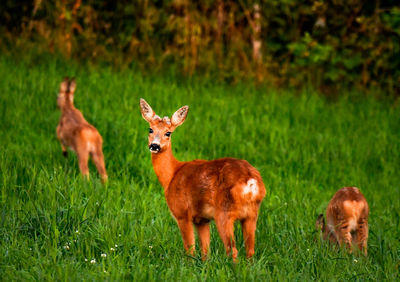 Deer standing in a field