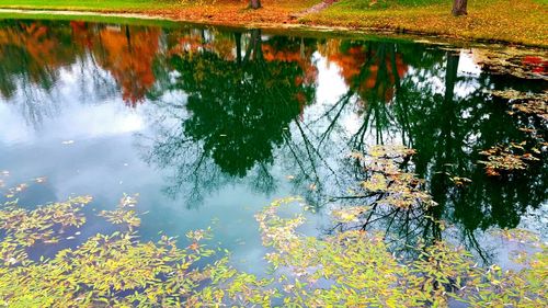 Reflection of trees in pond