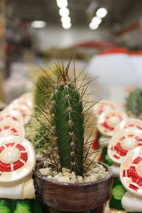 Close-up of succulent plant on table