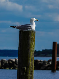 Seagull perching on wooden post