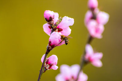 Close-up of bee on pink flower