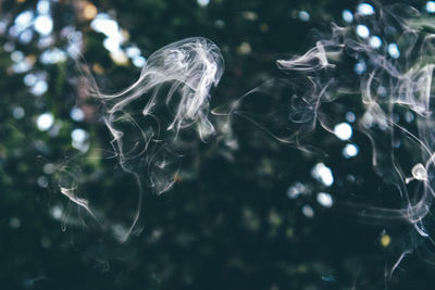 Close-up of spider web