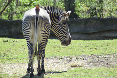 animal