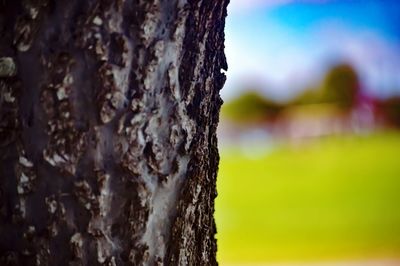 Close-up of tree trunk