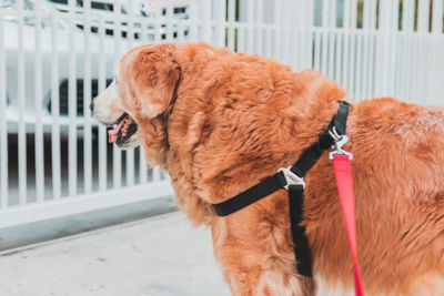 Close-up of a dog