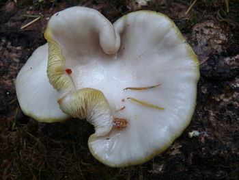 Close-up of mushrooms