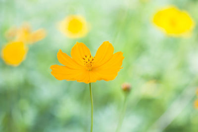 Close-up of yellow flowers blooming outdoors