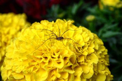 Close-up of bee on yellow flower