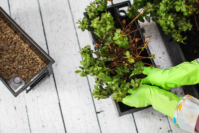 High angle view of potted plant on table