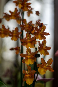 Close-up of yellow flowering plant