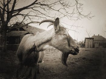 Goat looking away