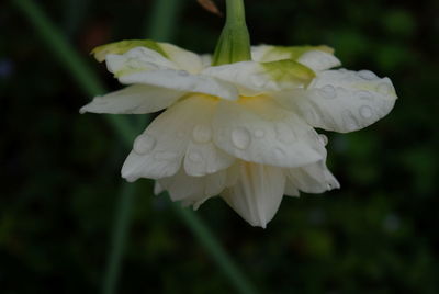 Close-up of raindrops on white flowering plant