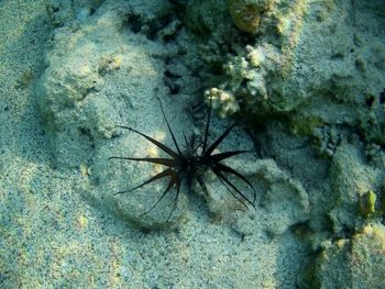High angle view of insect on rock