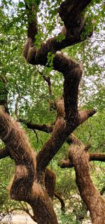 Low angle view of tree in forest