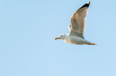 Low angle view of seagull flying in sky