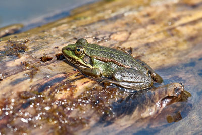 Close-up of frog in lake