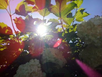 Sunlight streaming through plants on sunny day