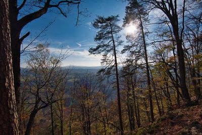 Trees growing in forest against sky