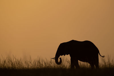 Silhouette of a horse on field during sunset