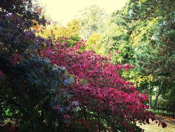 Flowers growing on tree