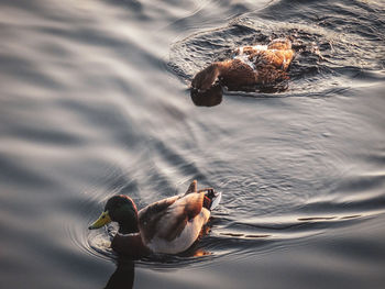 Duck cooling off in a pond