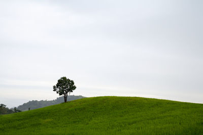 View of lone tree on landscape against sky