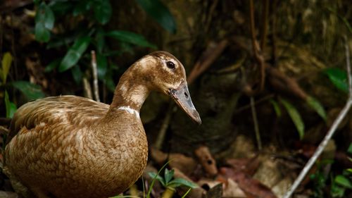 Close-up of duck on land