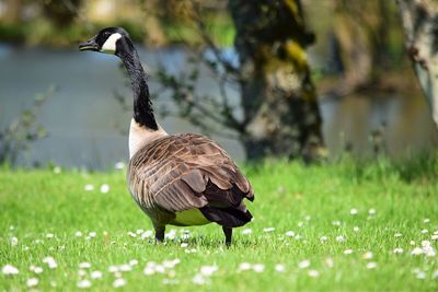 Canada goose on grassy field