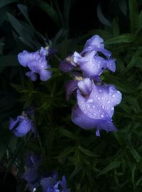 Close-up of wet purple flowers blooming outdoors