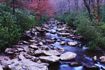 Rocks in forest during autumn