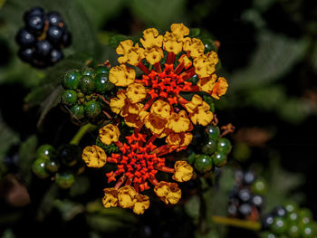 Close-up of yellow flowering plant