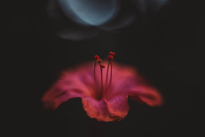 Close-up of red rose against black background