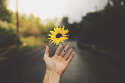 Cropped image of person holding sunflower