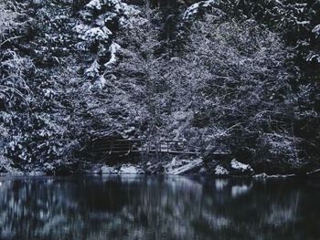 Reflection of trees in water