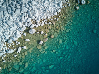 High angle view of starfish on sea shore