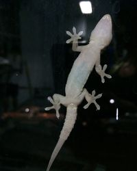 Close-up of turtle in aquarium