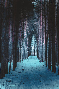 View of snow covered trees in forest