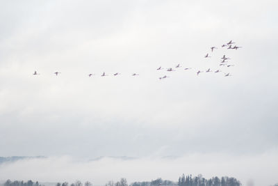 Low angle view of birds flying in sky