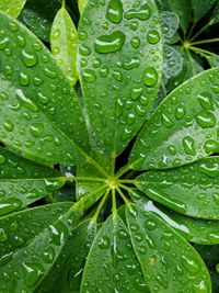 Full frame shot of wet leaves