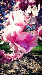 Close-up of pink flowers