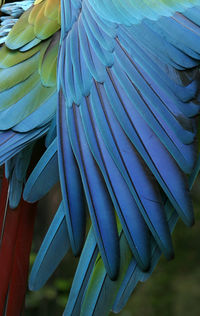 Close-up of multi colored flowering plant