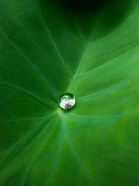 High angle view of small green leaf on water