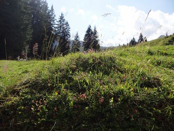Scenic view of grassy field against sky