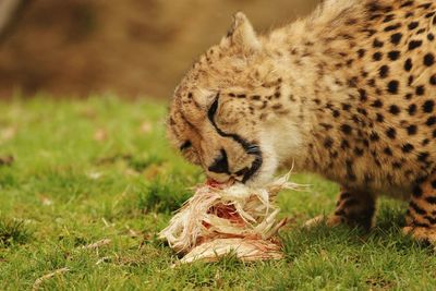 Full length of a cat