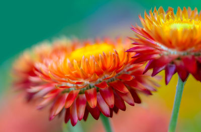 Close-up of yellow flower