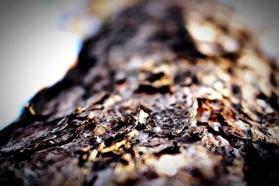 Close-up of tree trunk